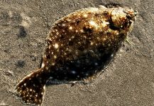 Fly-fishing Picture of Flounder shared by Jack Denny – Fly dreamers