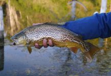 Fly-fishing Pic of Tiger Trout shared by Luke Alder – Fly dreamers 