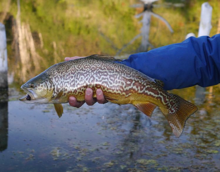 Girthy tiger trout