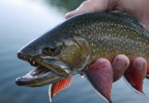  Foto de Pesca con Mosca de trucha fontinalis por Luke Alder – Fly dreamers 