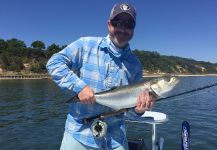 A Lassetter 's Fly-fishing Picture of a Bluefish - Tailor - Shad – Fly dreamers 