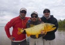 Fly-fishing Photo of Golden dorado shared by Juan Pablo Codina – Fly dreamers 