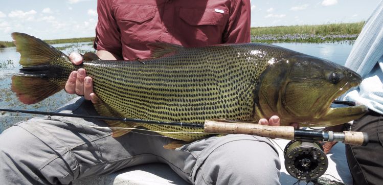 Dorado de los Esteros del Iberá