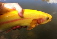 Fly-fishing Photo of California golden trout shared by Brian Shepherd | Fly dreamers 