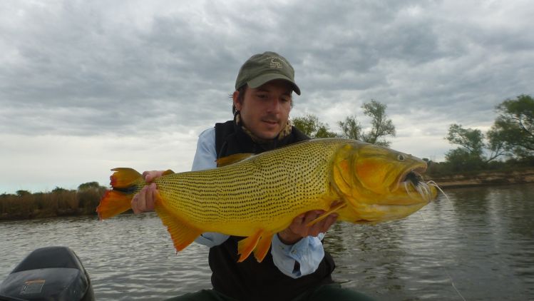 Dorado otoñal