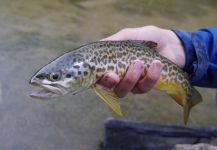  Fotografía de Pesca con Mosca de Trucha Tigre por Luke Alder – Fly dreamers 