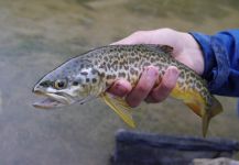 Luke Alder 's Fly-fishing Photo of a Tiger Trout – Fly dreamers 