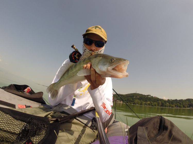 Walleye on the 7wt, from the lake Balaton