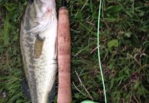  Foto de Pesca con Mosca de bayou bass por Joey G – Fly dreamers 