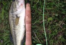 Joey G 's Fly-fishing Pic of a American black bass – Fly dreamers 