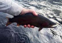  Fotografía de Pesca con Mosca de Trucha arcoiris por Douglas Caberlon – Fly dreamers 