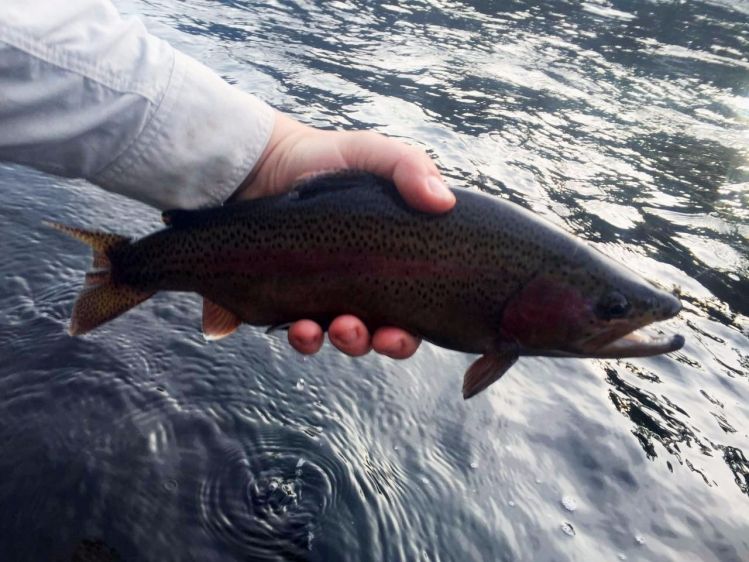 Brazilian highlands trout - www.saidasdepesca.com.br