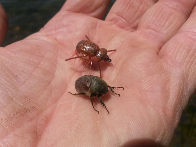 The Good Doctor's Beetle, natural and imitation