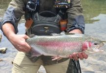 Fly-fishing Picture of Rainbow trout shared by John Langcuster – Fly dreamers