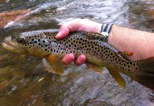 Brian Shepherd 's Fly-fishing Pic of a Browns | Fly dreamers 