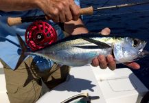 Fly-fishing Pic of Yellowfin Tuna shared by David Bullard – Fly dreamers 