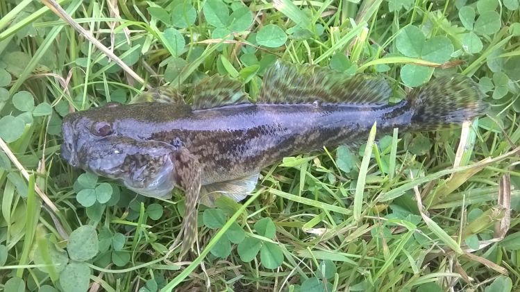 bullhead cached in the river Rijn