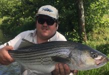 Rutger Wilson 's Fly-fishing Pic of a Striped Bass – Fly dreamers 