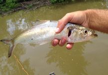 Ben Stahlschmidt 's Fly-fishing Photo of a Shad – Fly dreamers 