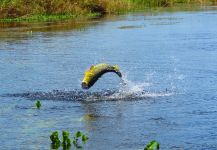  Tiger of the River – Situación de Pesca con Mosca – Por Carlos Margineda