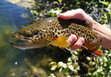  Imagen de Pesca con Mosca de Trucha Tigre compartida por Luke Alder – Fly dreamers