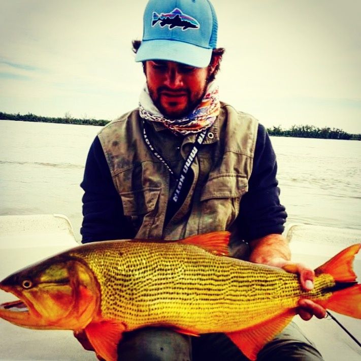 Dorado del rio Corriente con una mosca cardenal.