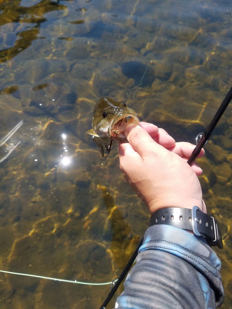 My first fish on fly