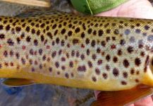  Imagen de Pesca con Mosca de Salmo trutta compartida por Scott Marr – Fly dreamers