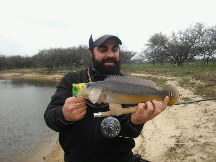 Hermoso Cabeza Amarga en Santa Fe con caña Orvis Superfine #4. 