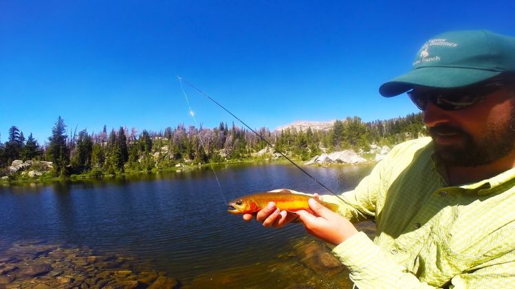 Golden Trout