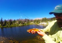 Justin Taylor 's Fly-fishing Catch of a goldens – Fly dreamers 
