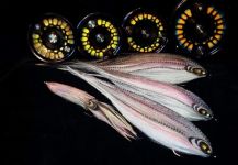  Foto de Atado para Striper compartida por Steve Silverio – Fly dreamers