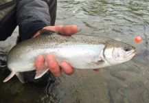  Fotografía de Pesca con Mosca de Char por CHARLY HERNANDEZ – Fly dreamers 