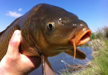 Brian Shepherd 's Fly-fishing Catch of a bighead carp | Fly dreamers 