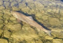 Scott Marr 's Fly-fishing Image of a Brownie – Fly dreamers 