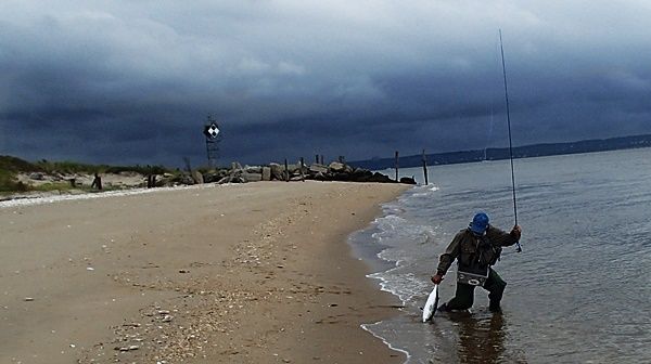 Albacore flats fishing, more exciting than any bonefish. The things burn out in shallow water and head for the deeper water just off shore.