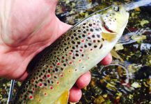 Chris Horgan 's Fly-fishing Photo of a brown trout – Fly dreamers 