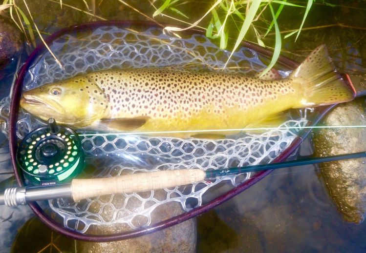 Yampa River Brown.