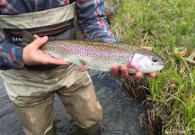  Captura de Pesca con Mosca de Trucha arcoiris por D.R. Brown – Fly dreamers