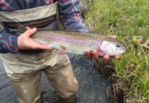 D.R. Brown 's Fly-fishing Catch of a Rainbow trout – Fly dreamers 