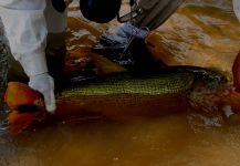 Carlos Margineda 's Fly-fishing Pic of a Freshwater dorado – Fly dreamers 