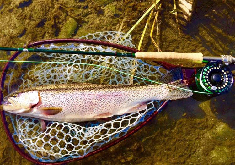 Yampa Rainbow on #22 Sparkle Dun