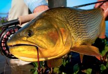 Fabian Anastasio 's Fly-fishing Pic of a Golden Dorado – Fly dreamers 