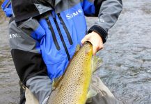  Imagen de Pesca con Mosca de Salmo trutta compartida por Daren Niemi – Fly dreamers