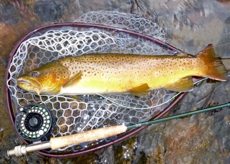 Yampa River Brown