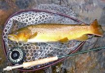 Cool Fly-fishing Situation of Browns - Photo shared by Scott Marr – Fly dreamers 