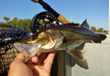  Captura de Pesca con Mosca de Snook - Róbalo por Hai Truong – Fly dreamers