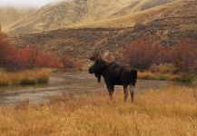 Silver Creek, Sun Valley, Idaho, United States