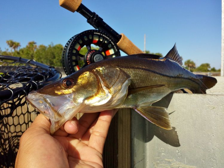 Freshwater snook on 6wt, deep in the Florida Everglades via Miami.