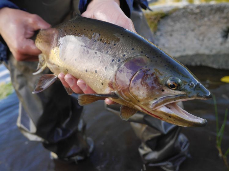 High mountain cutthroat